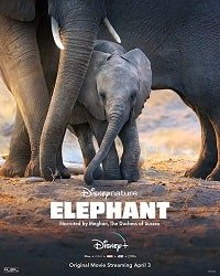 Фильм Слон (2020)